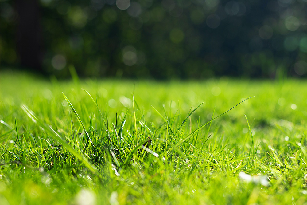 Get Your Lawn Started Right