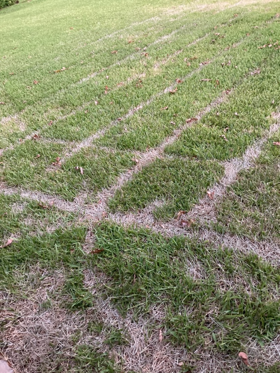 How To Fix Turf Tracking On Texas Lawns